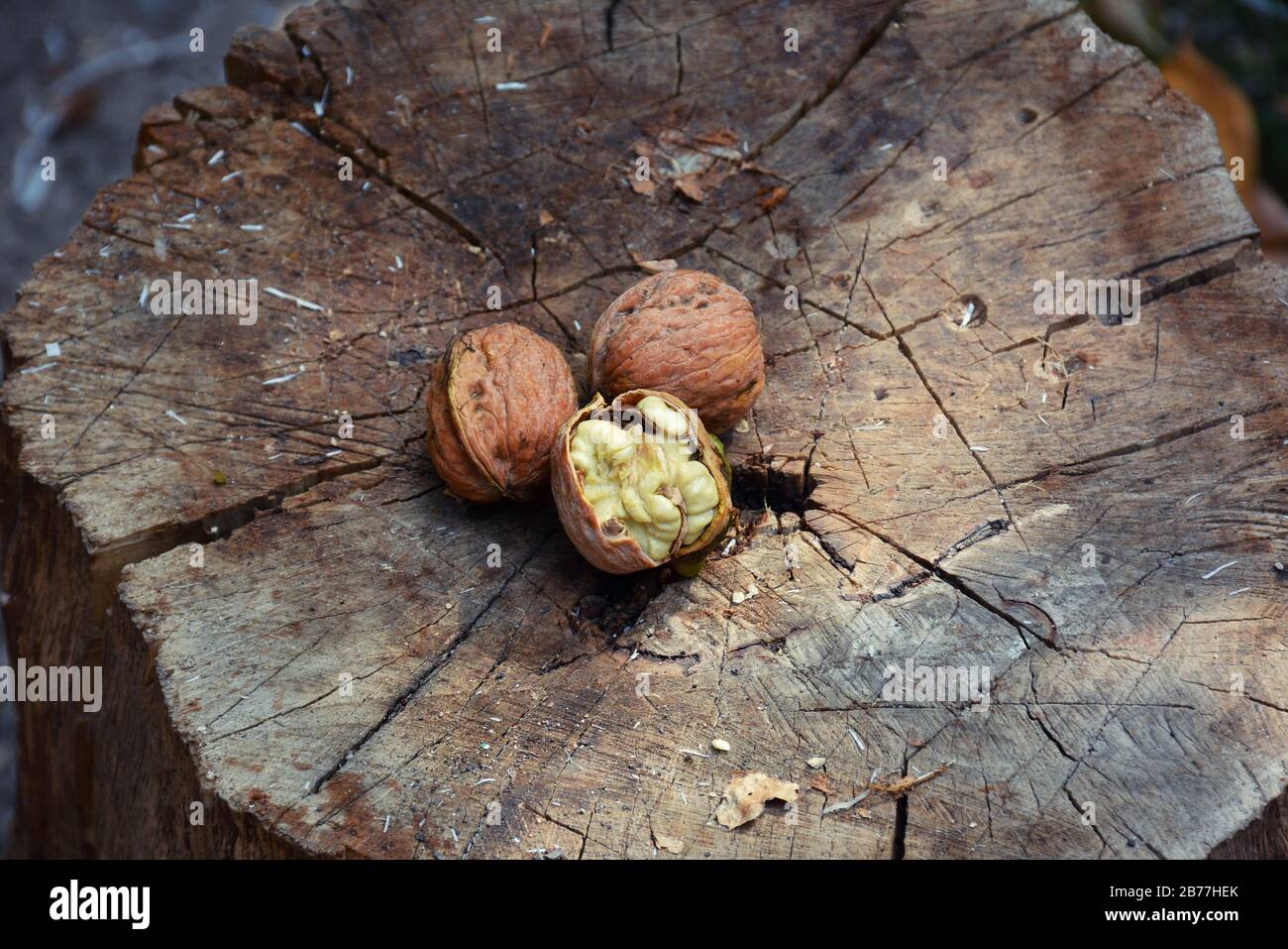 Little walnuts on the walnut tree  in Armenia. Green unripe walnuts hang on a branch. Green leaves and unripe walnut. Raw walnuts  in a green nutshell. Stock Photo