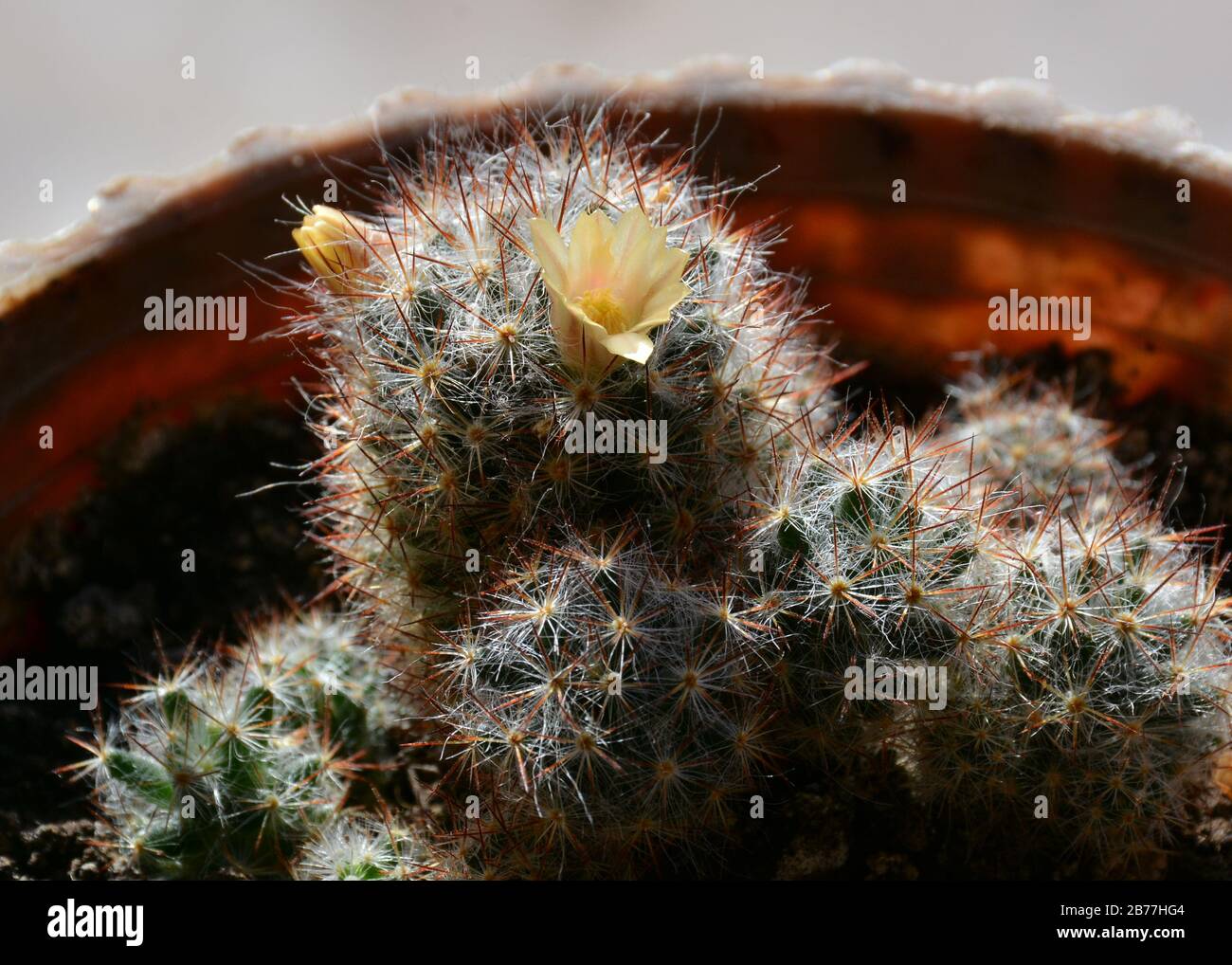 Bright yellow flower and red fruits of Mammillaria elongata (ladyfinger