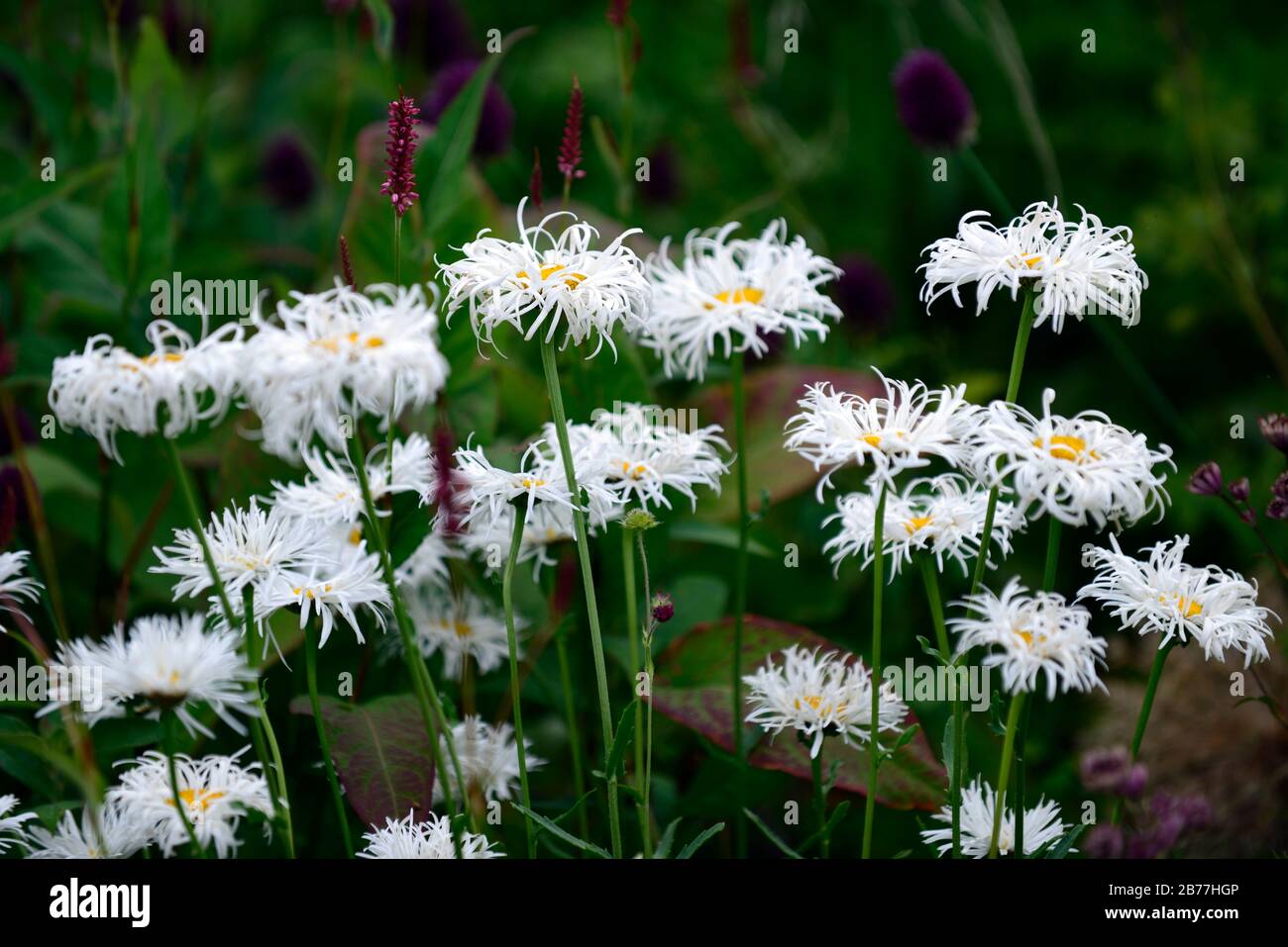 leucanthemum x superbum aglaia,shasta daisy,white flower,white flowers,persicaria, mix,mixed planting scheme,mixed planting combination,garden,gardens Stock Photo