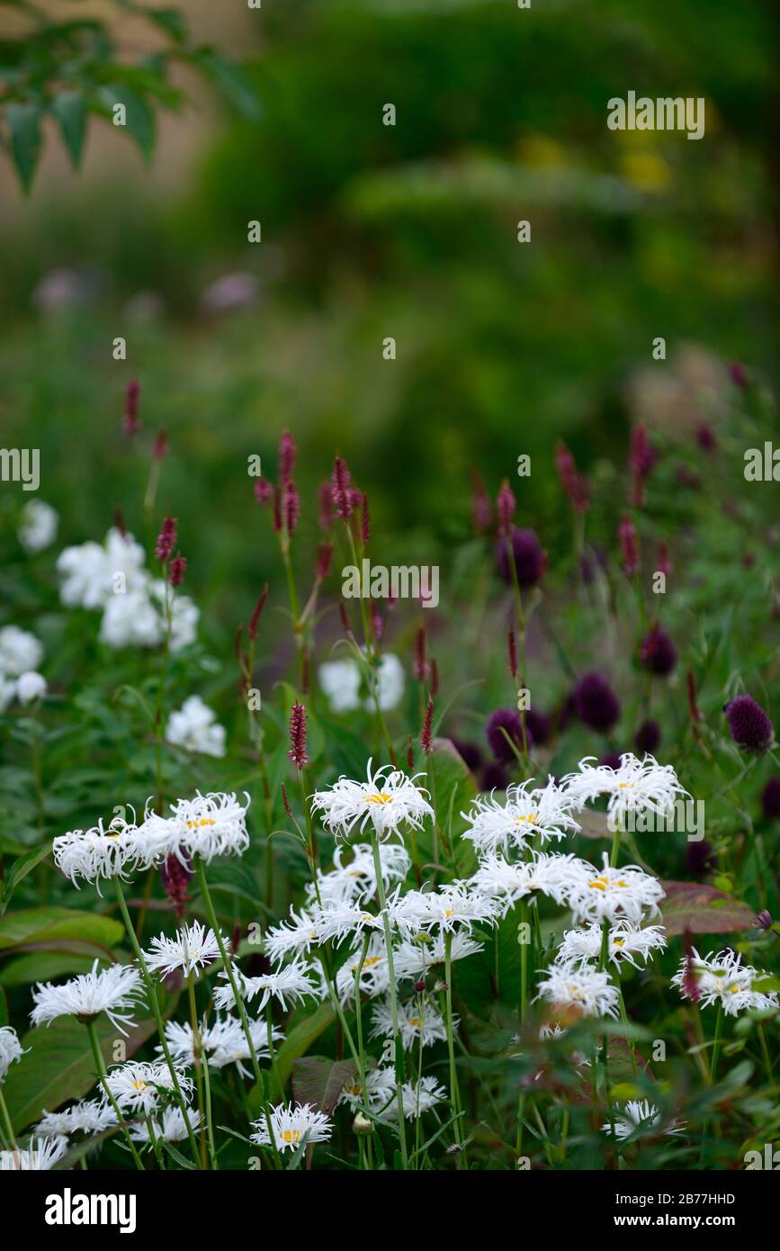 leucanthemum x superbum aglaia,shasta daisy,white flower,white flowers,persicaria, mix,mixed planting scheme,mixed planting combination,garden,gardens Stock Photo
