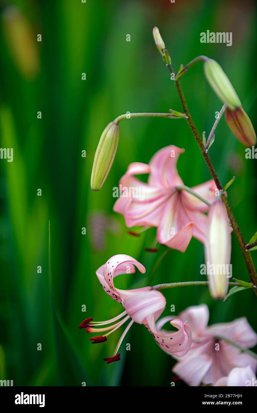 lilium lancifolium salmon flavour,pale pink salmon colored tiger lily,lilies,bulbs,summer flower,flowering,flowers,speckled markings,closeup,RM Floral Stock Photo