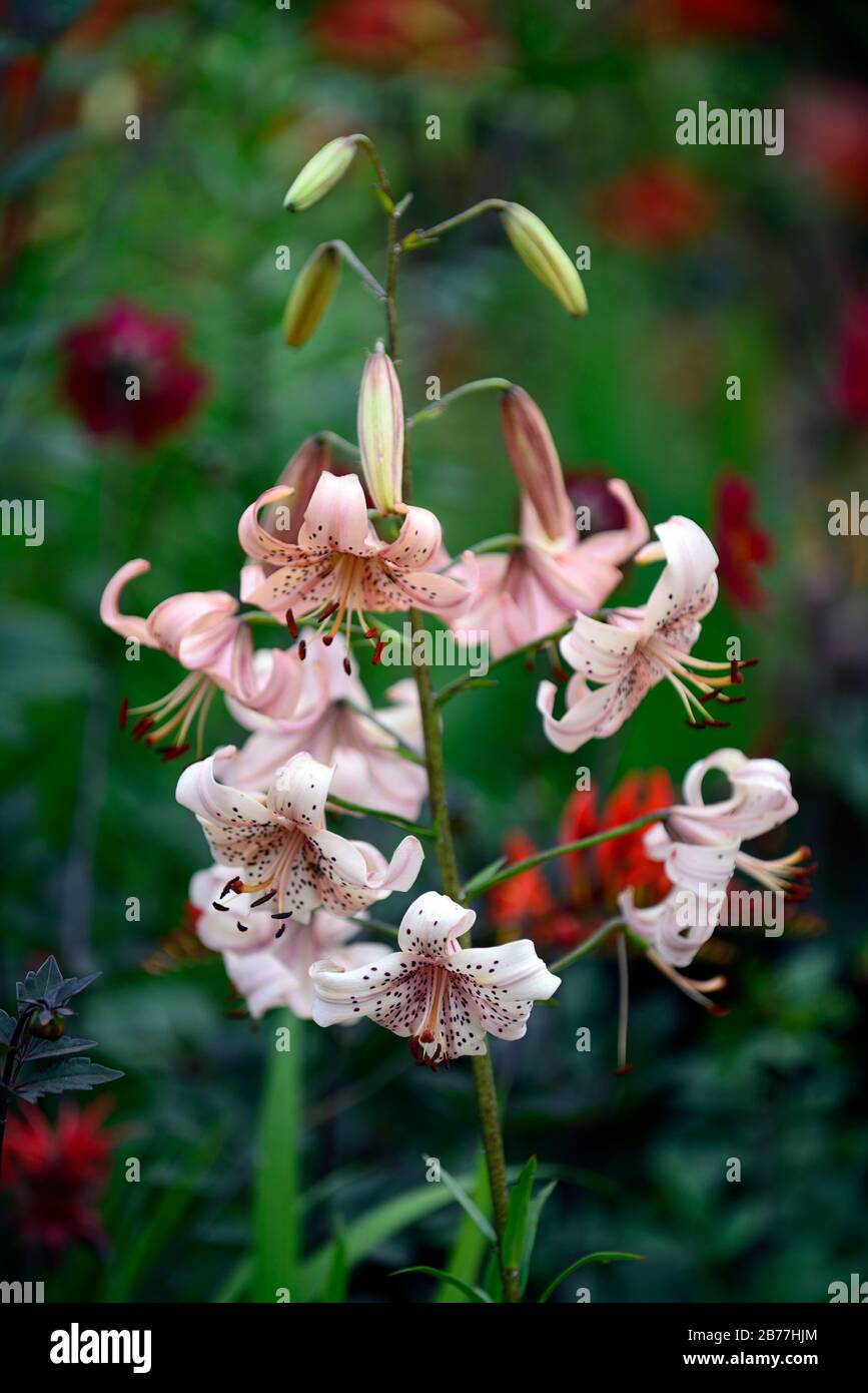 lilium lancifolium salmon flavour,pale pink salmon colored tiger lily,lilies,bulbs,summer flower,flowering,flowers,speckled markings,closeup,RM Floral Stock Photo
