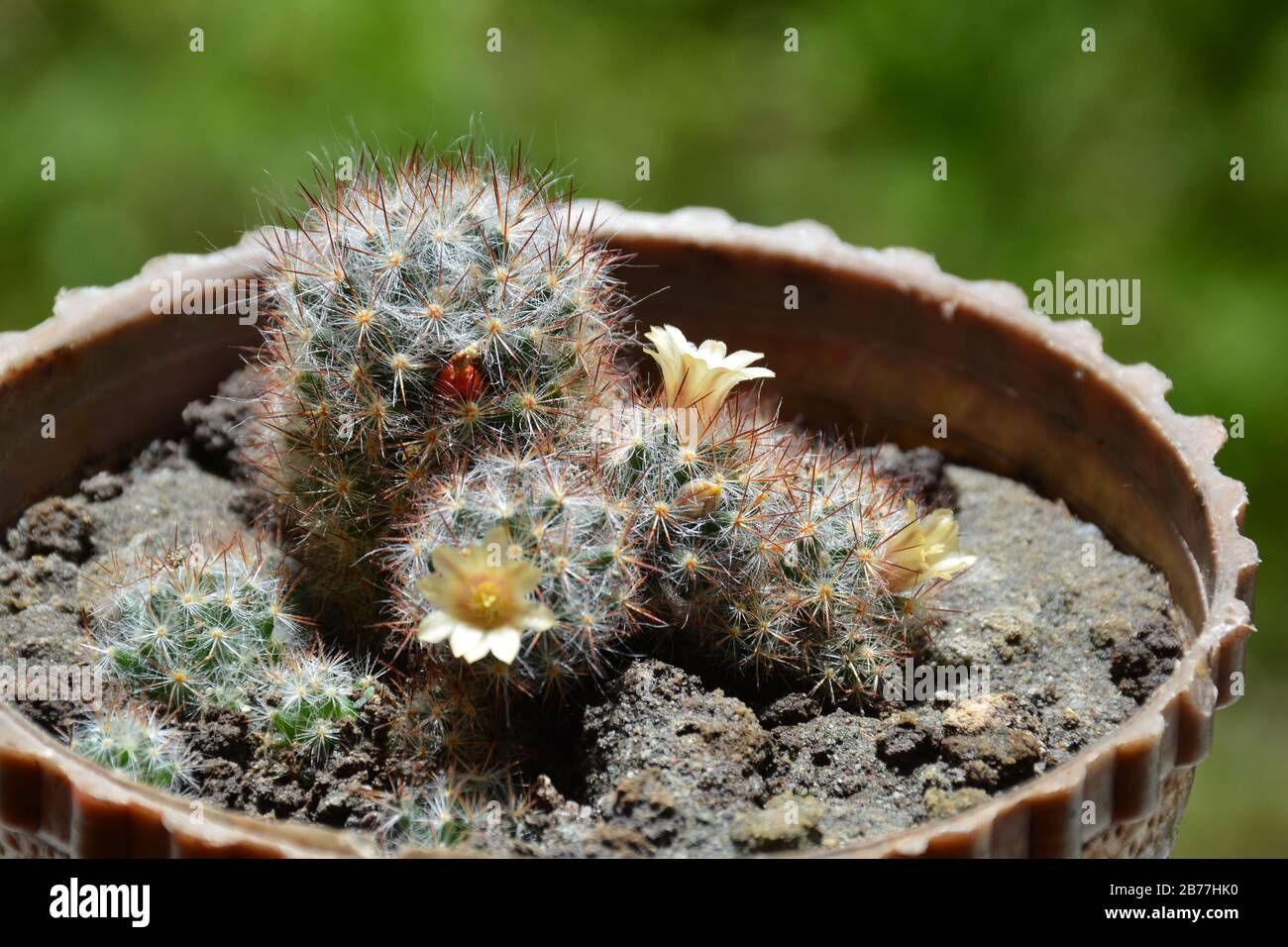 Bright yellow flower and red fruits of Mammillaria elongata (ladyfinger