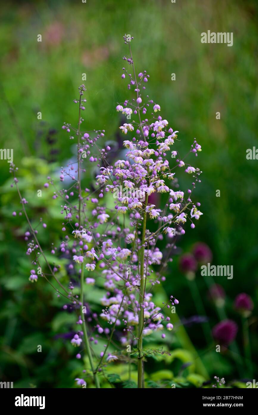Thalictrum delavayi, meadow rue, purple, lilac, flower, flowers, flowering, perennial, RM Floral Stock Photo