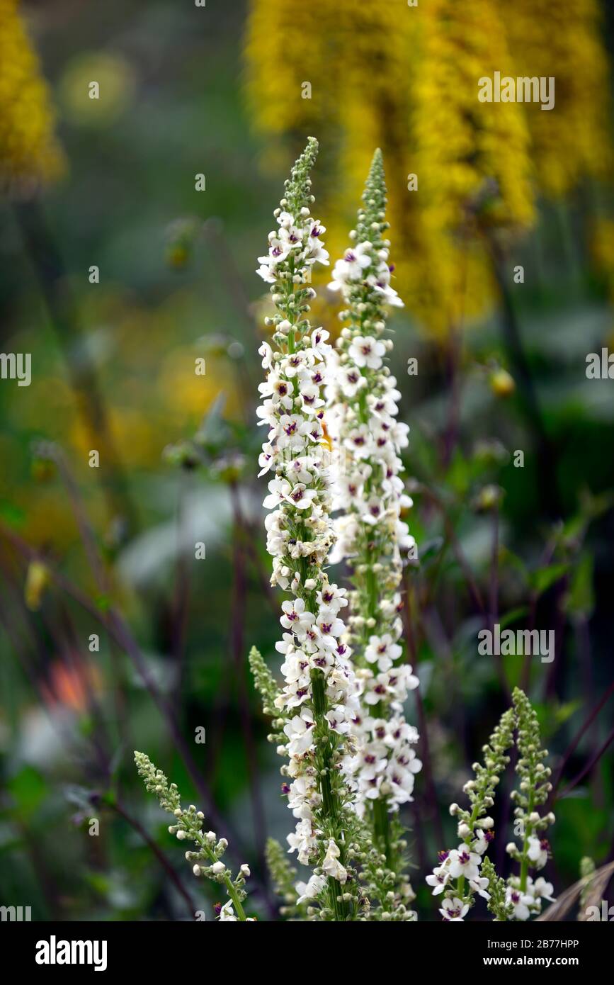 Verbascum Chaixii Album white Flower Spikes spires mullein mulleins 