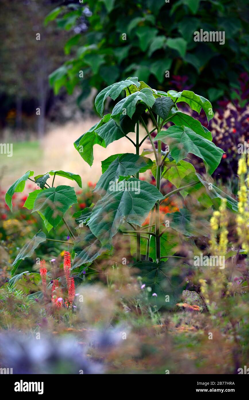Paulownia tomentosa,Empress,Foxglove Tree,leaves,foliage,pollarded,pollarding,cut back,manageable size,garden,gardens,RM Floral Stock Photo