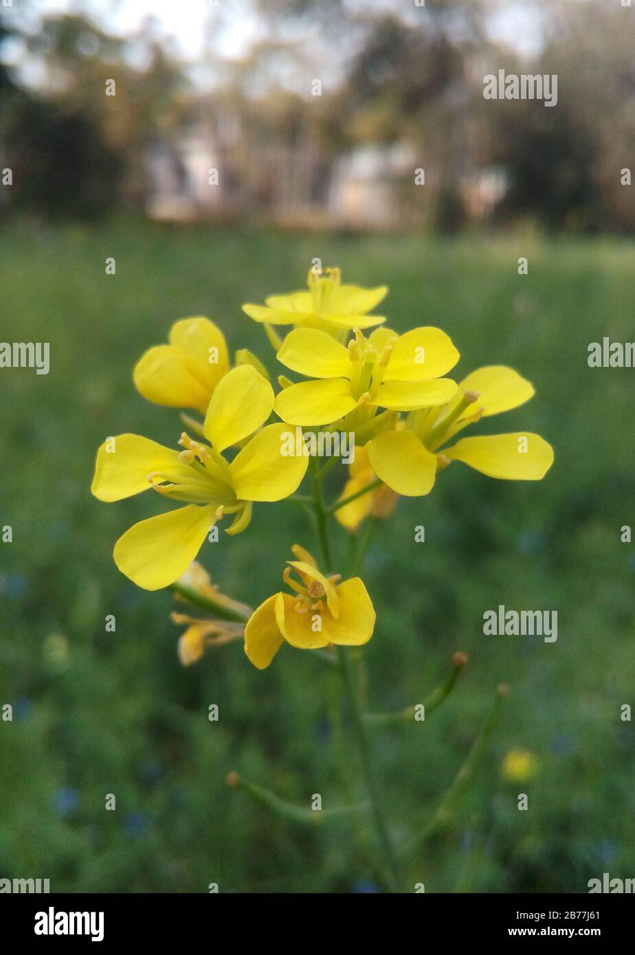 Mustard flowers Stock Photo