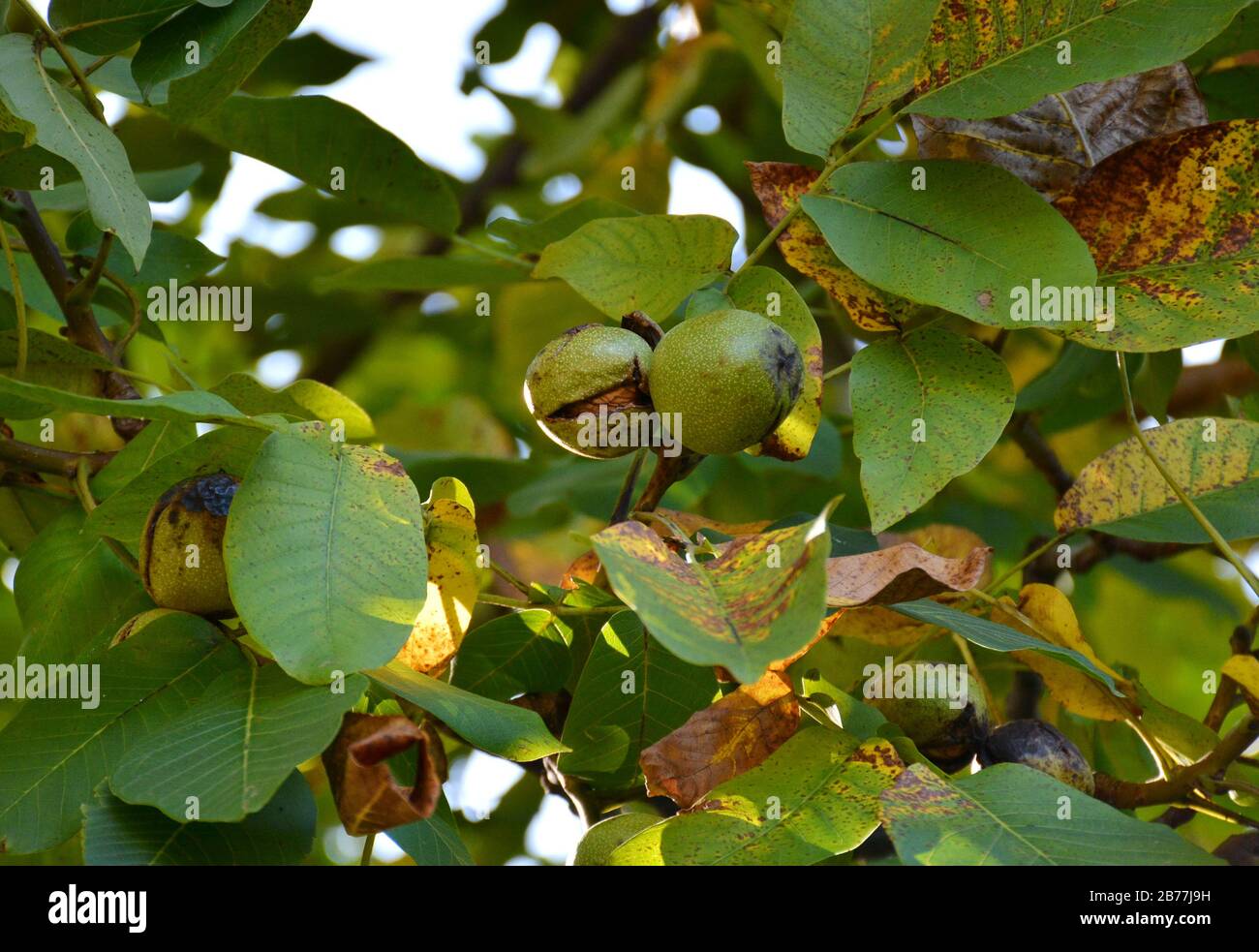 Little walnuts on the walnut tree  in Armenia. Green unripe walnuts hang on a branch. Green leaves and unripe walnut.Raw walnuts in a green nutshell. Stock Photo