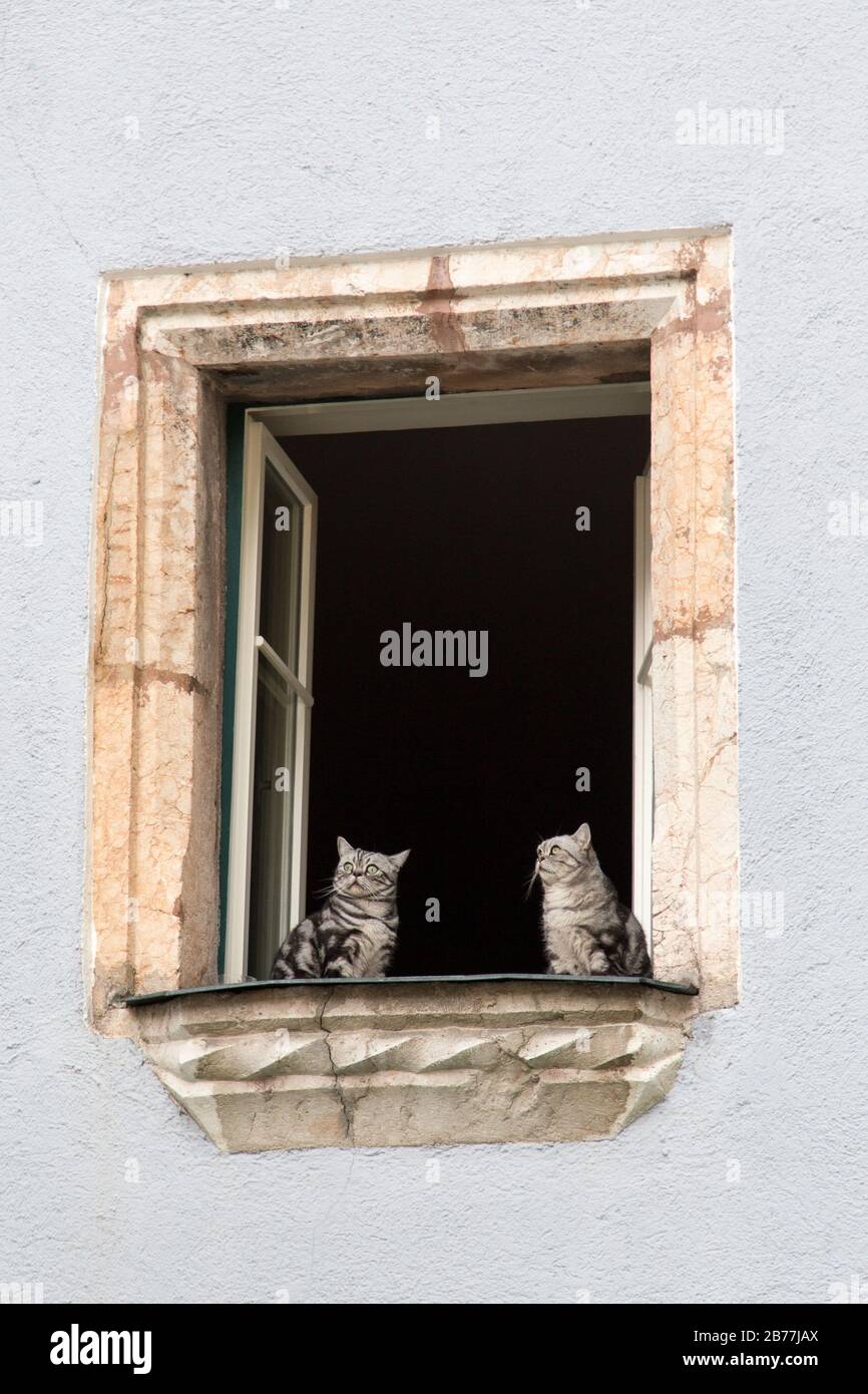cute funny cats looking out of the opened window Stock Photo - Alamy