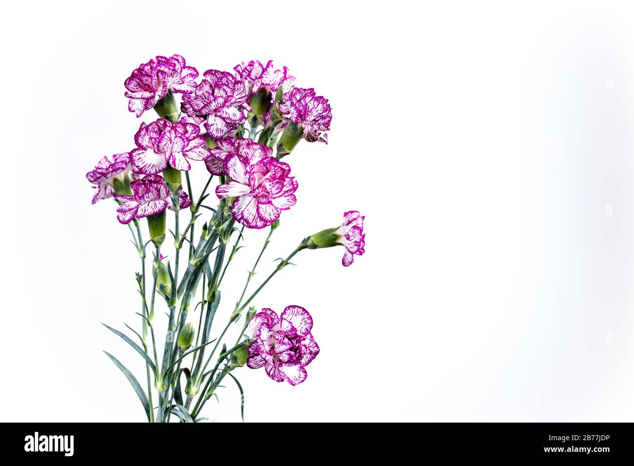 beautiful carnation flowers isolated on white background Stock Photo ...