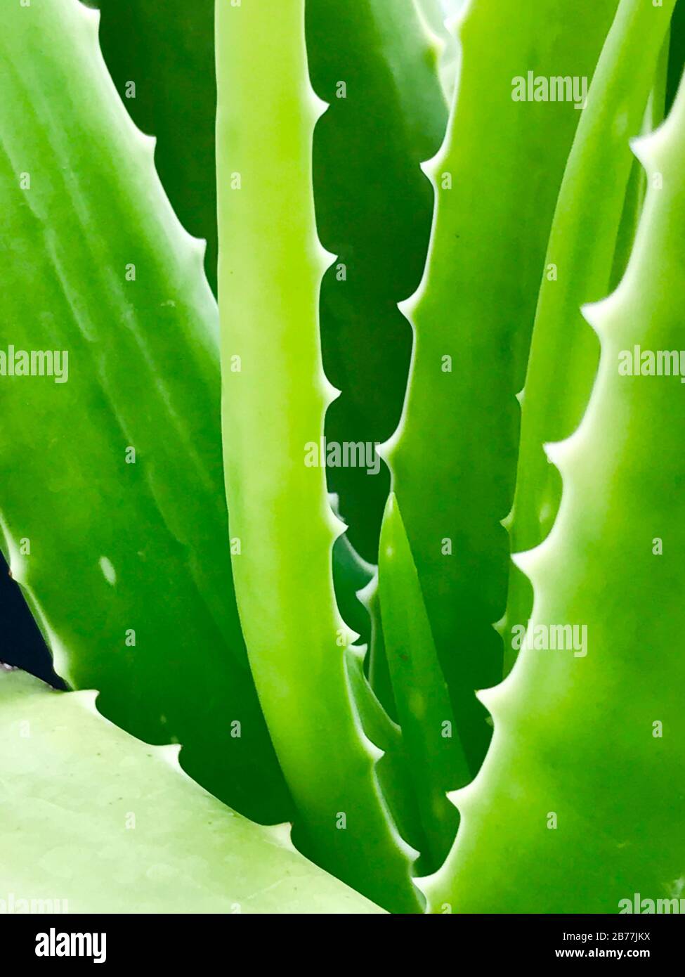 black gold philodendron uk Black Gold Philodendron ( Philodendron Melanochrysum )
