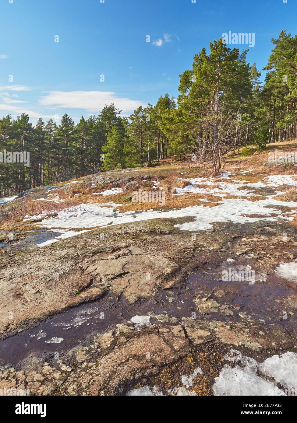 Tree Spring Rocks pine trees on the rock. Spring Stock Photo - Alamy