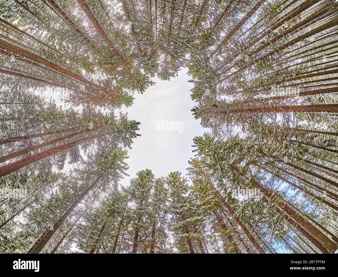 in the spruce forest in winter Stock Photo - Alamy