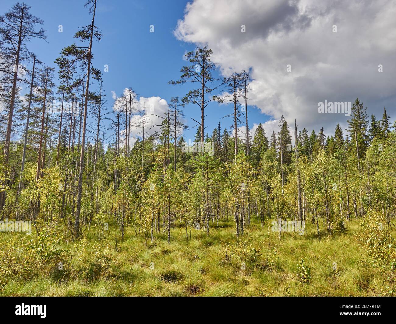 Christmas trees and pines in the forest. autumn Stock Photo - Alamy