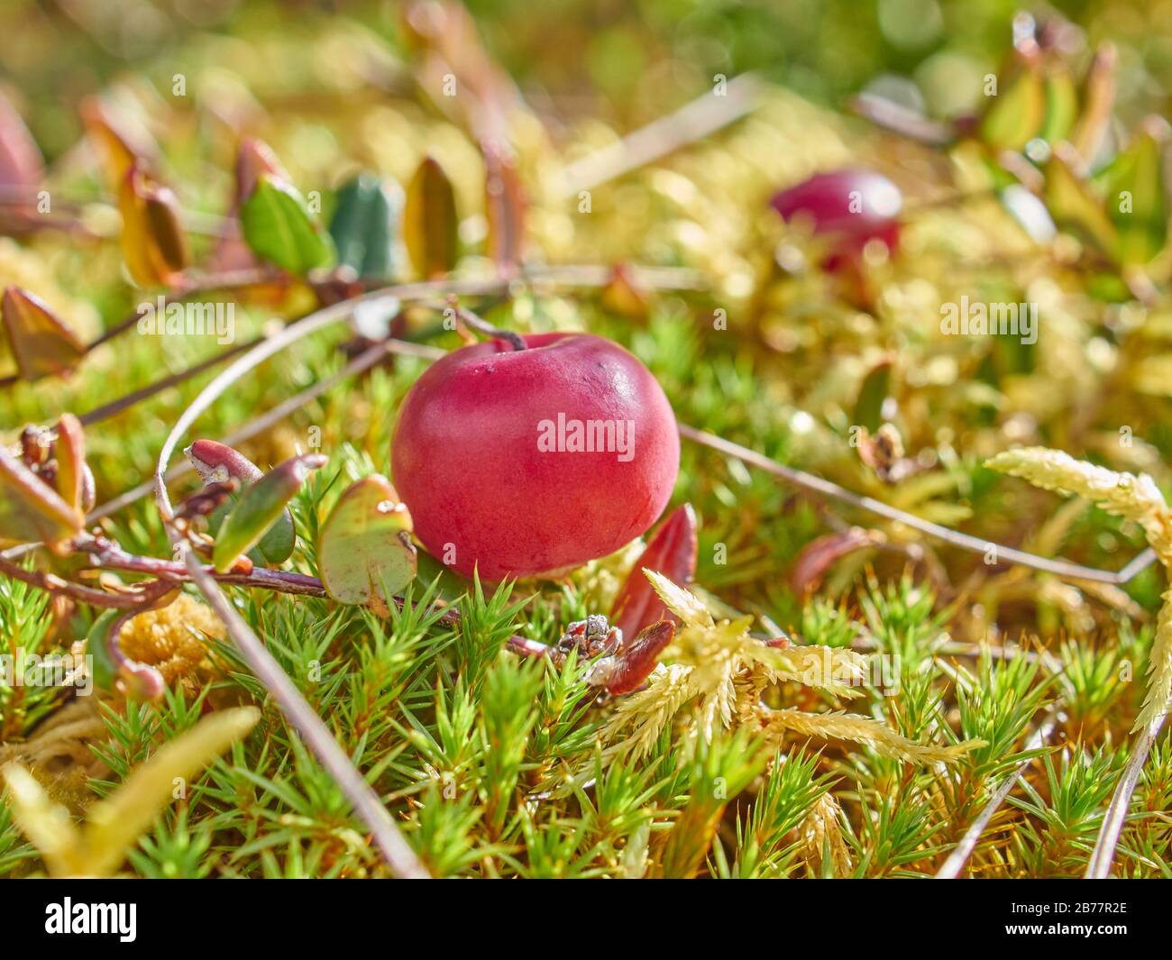 cranberries in the swamp. forest Stock Photo Alamy
