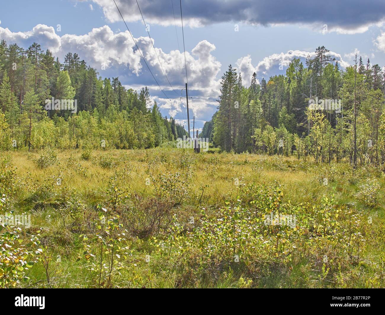 Christmas trees and pines in the forest. autumn Stock Photo Alamy