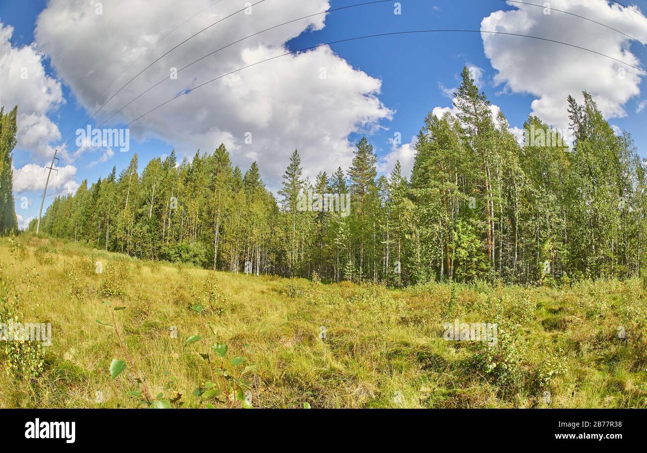Christmas trees and pines in the forest. autumn Stock Photo - Alamy