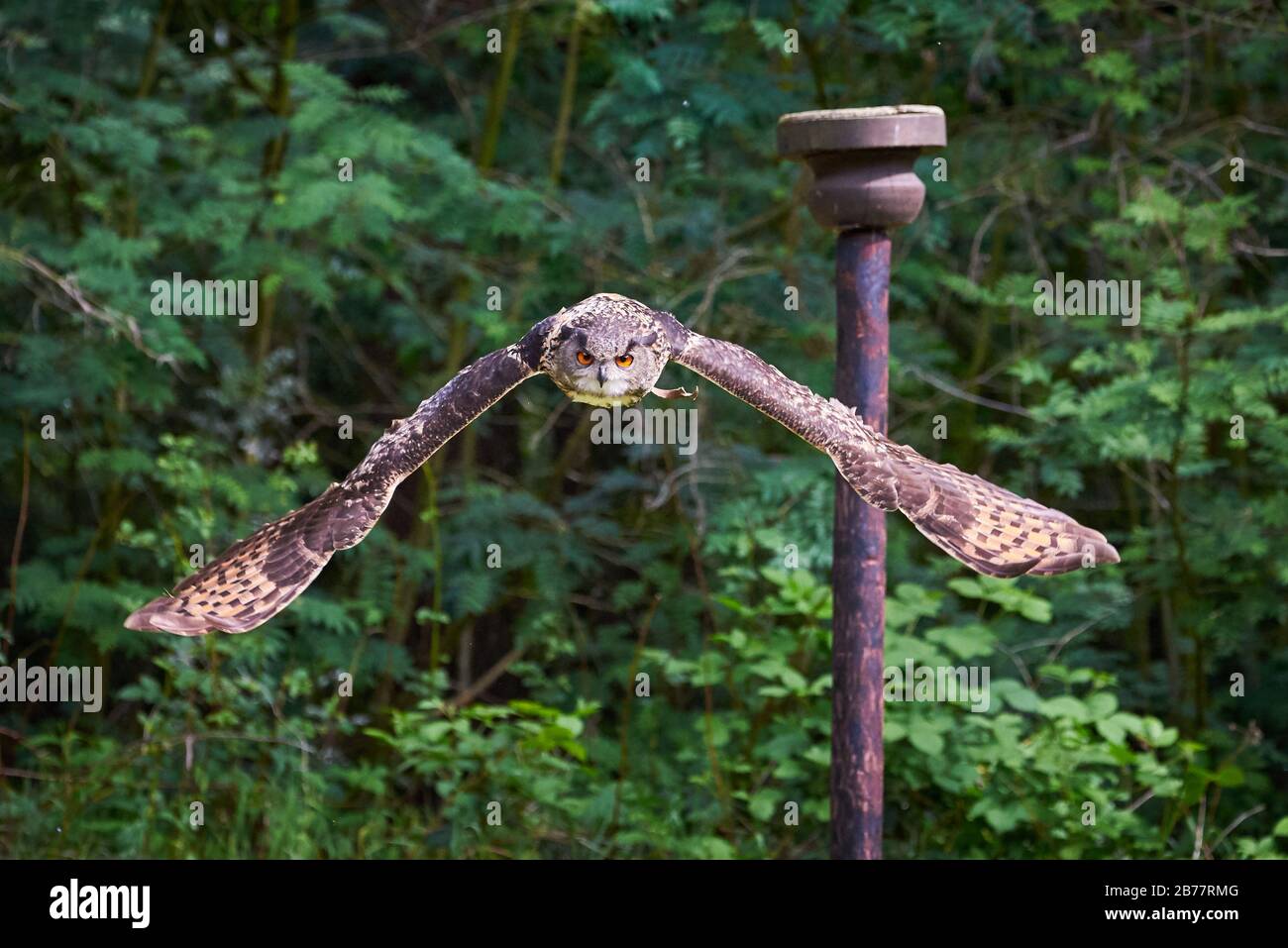 Eurasian Eagle-Owl in flight ( Bubo bubo ) Falconry Stock Photo