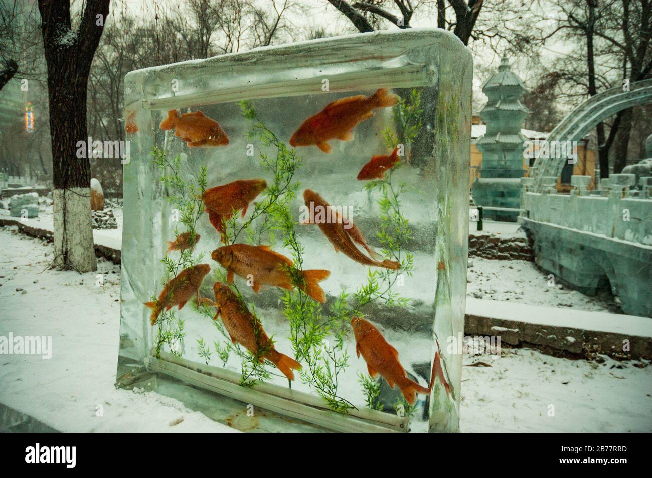 Fish frozen in ice at the ice and snow festival in Harbin’s Zhaolin Park. Stock Photo