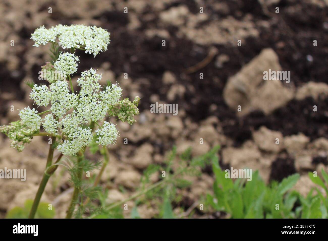 The picture shows sweet cicely in the garden Stock Photo