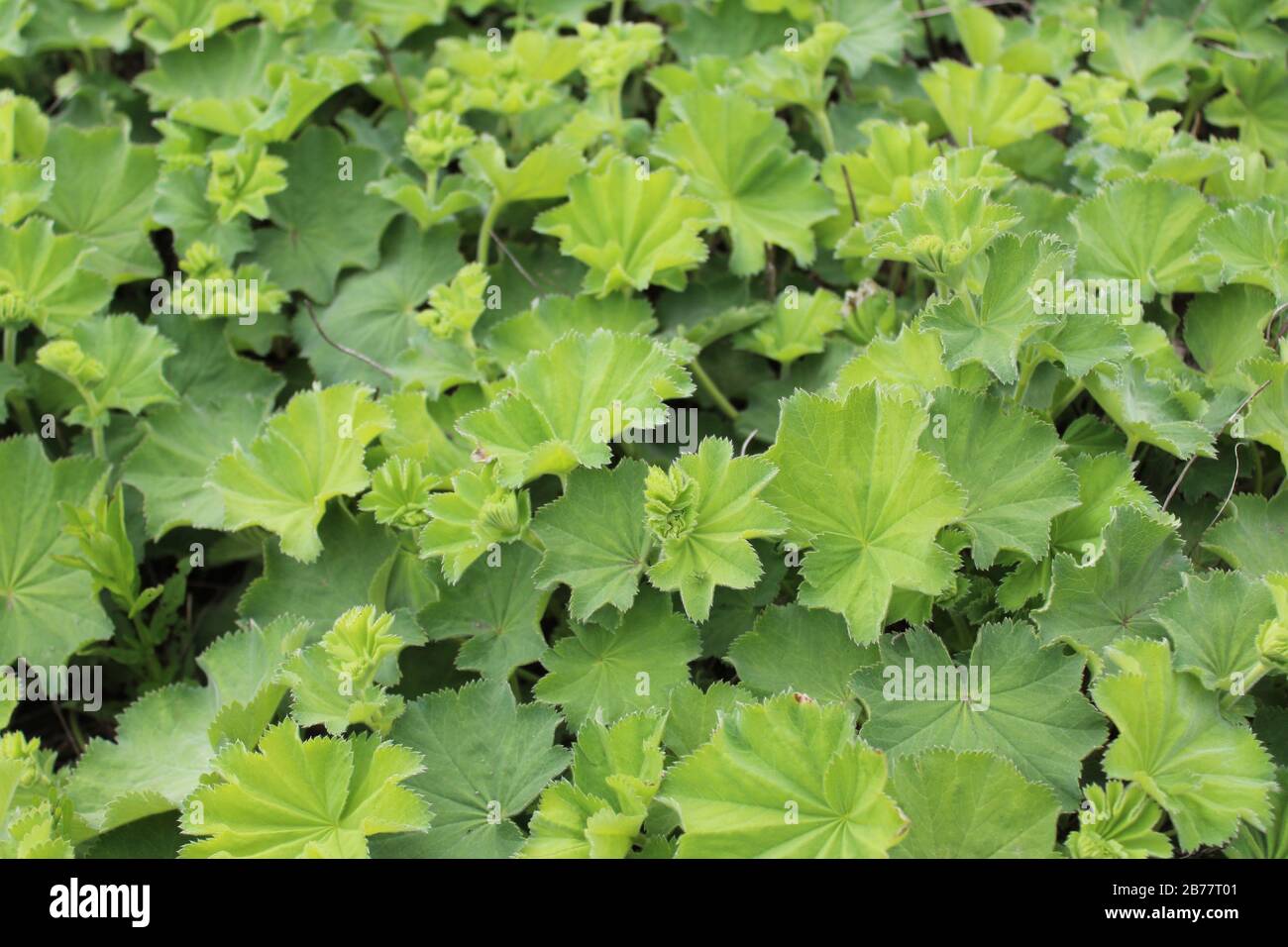 Ladys mantle medicine hi-res stock photography and images - Alamy