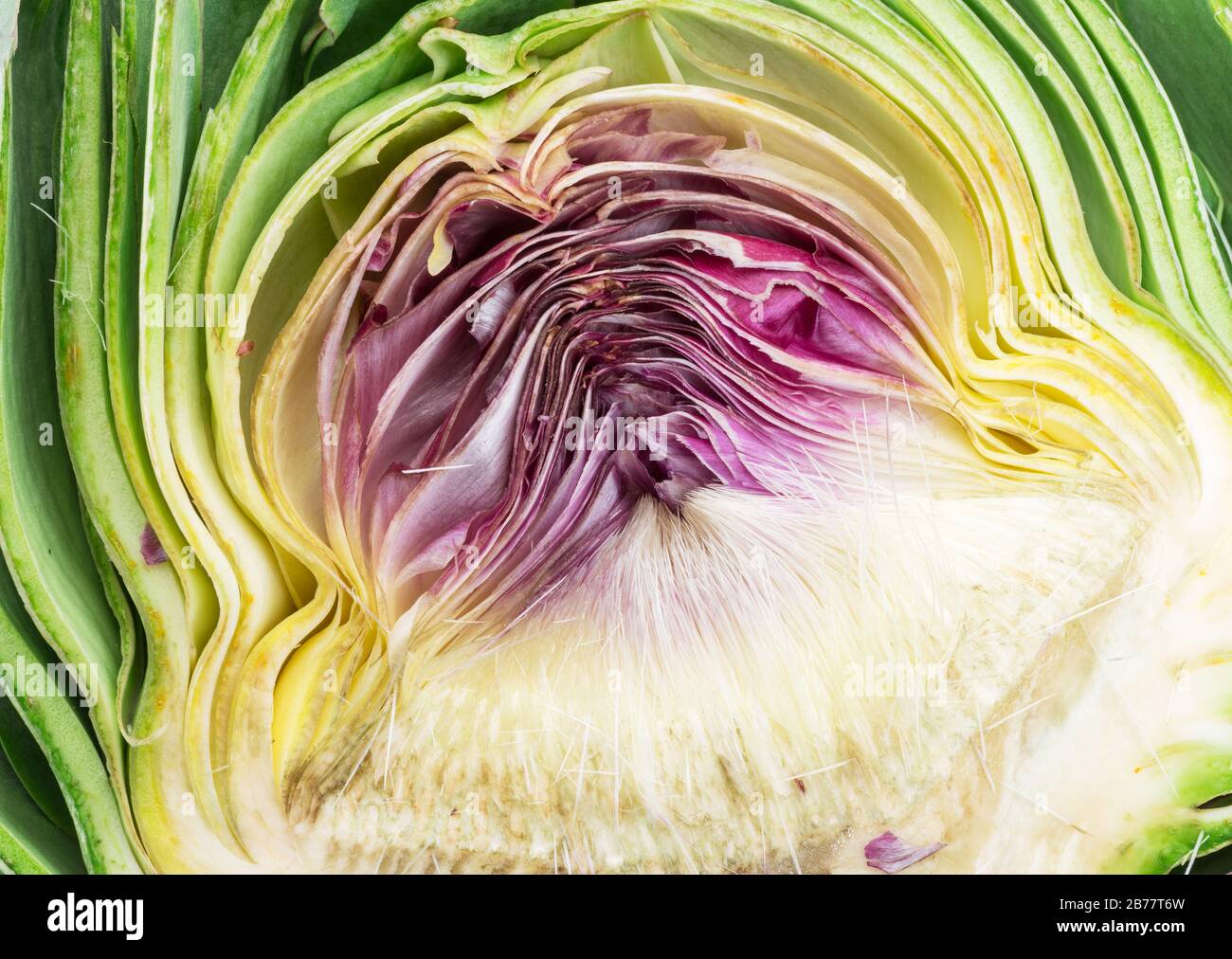 Artichoke flower edible bud cross cut section. Closeup picture of