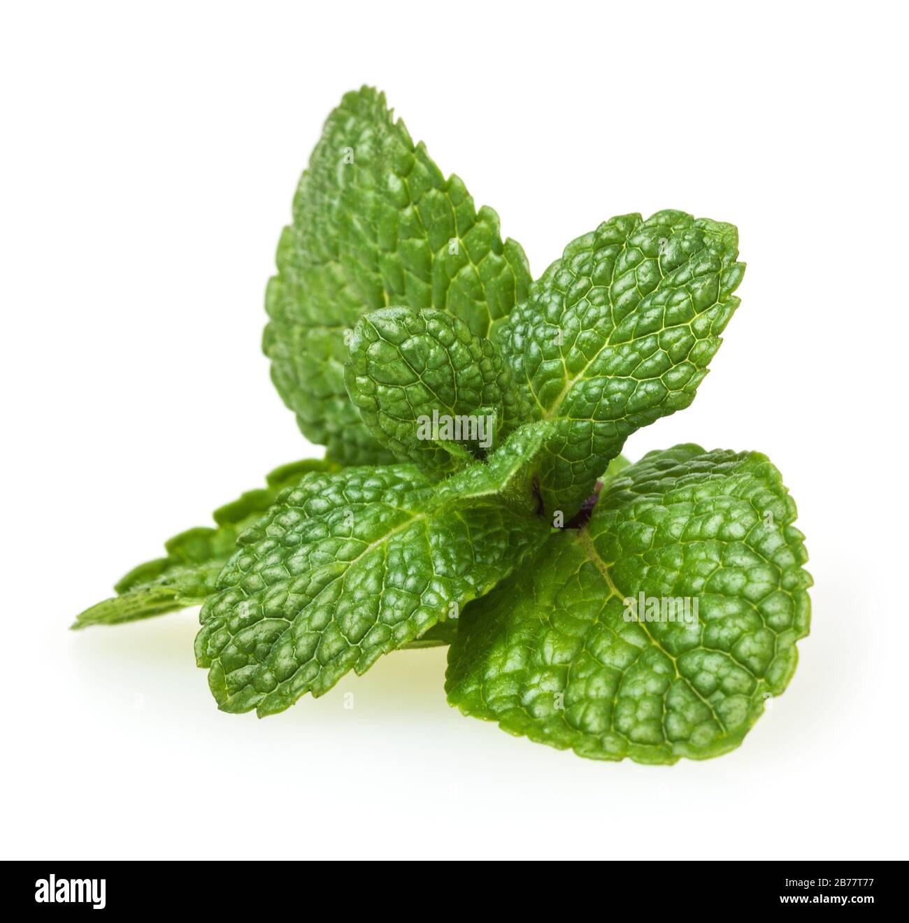 Fresh spearmint leaves isolated on white background Stock Photo Alamy