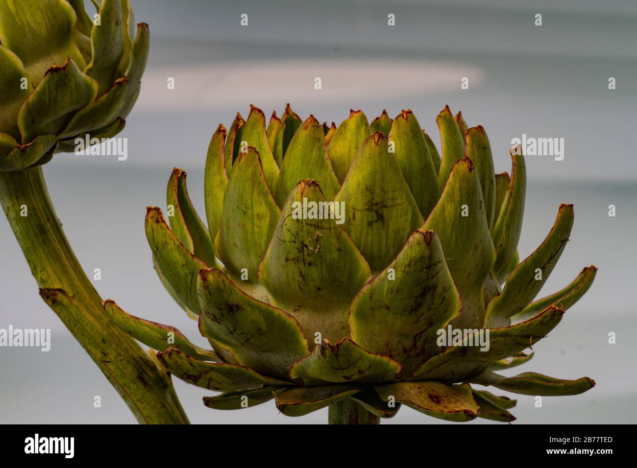Petals of an artichoke (cynara cardunculus) in front of a gray and white structured background Stock Photo