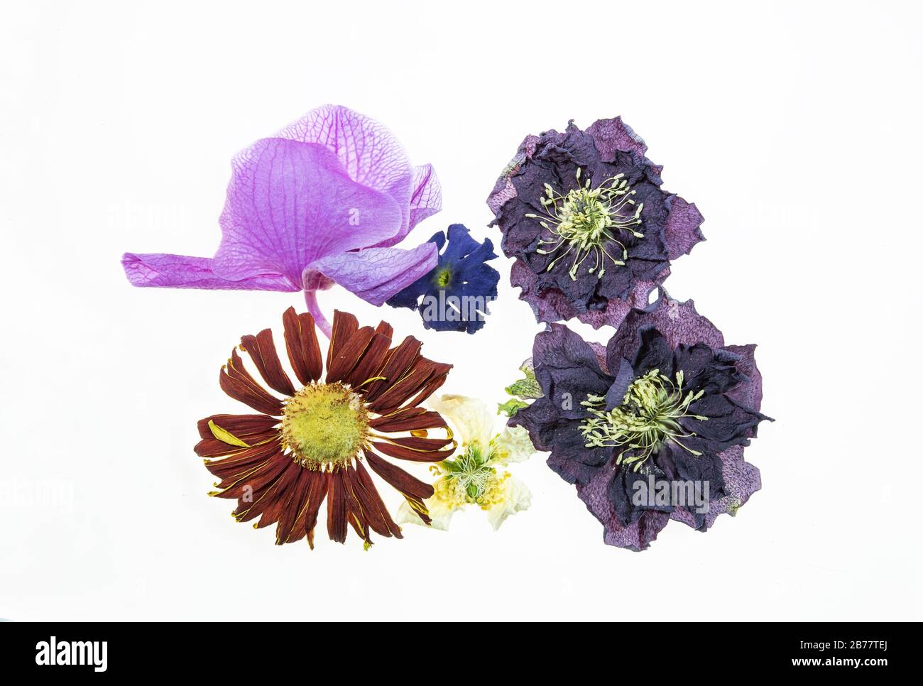 dried flowers on white background Stock Photo - Alamy