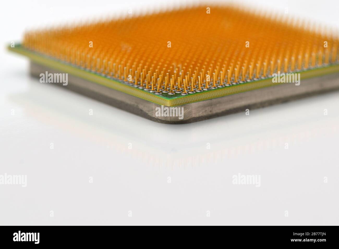 Central processor unit. Golden pins of a core. Copy space. Shallow depth of field. CPU. White background. Upside-down. Stock Photo
