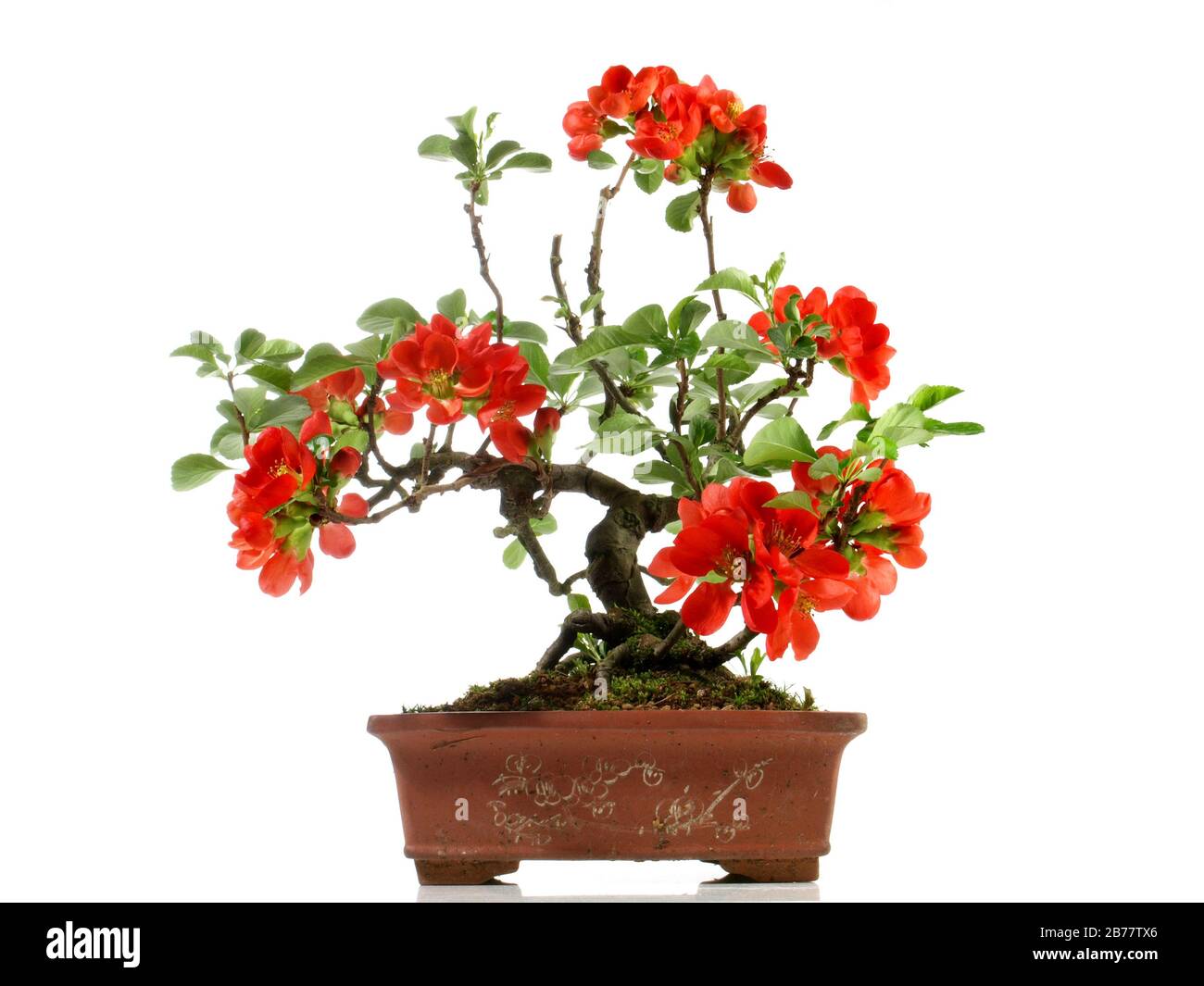 For Your Small Japanese Garden By Yukimono Focusing On The