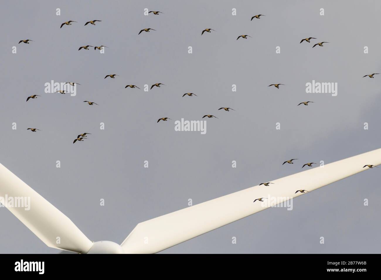 European golden plover (Pluvialis apricaria), flock of birds in flight above the wings of a wind turbine, Bredstedt, Schleswig-Holstein, Germany Stock Photo