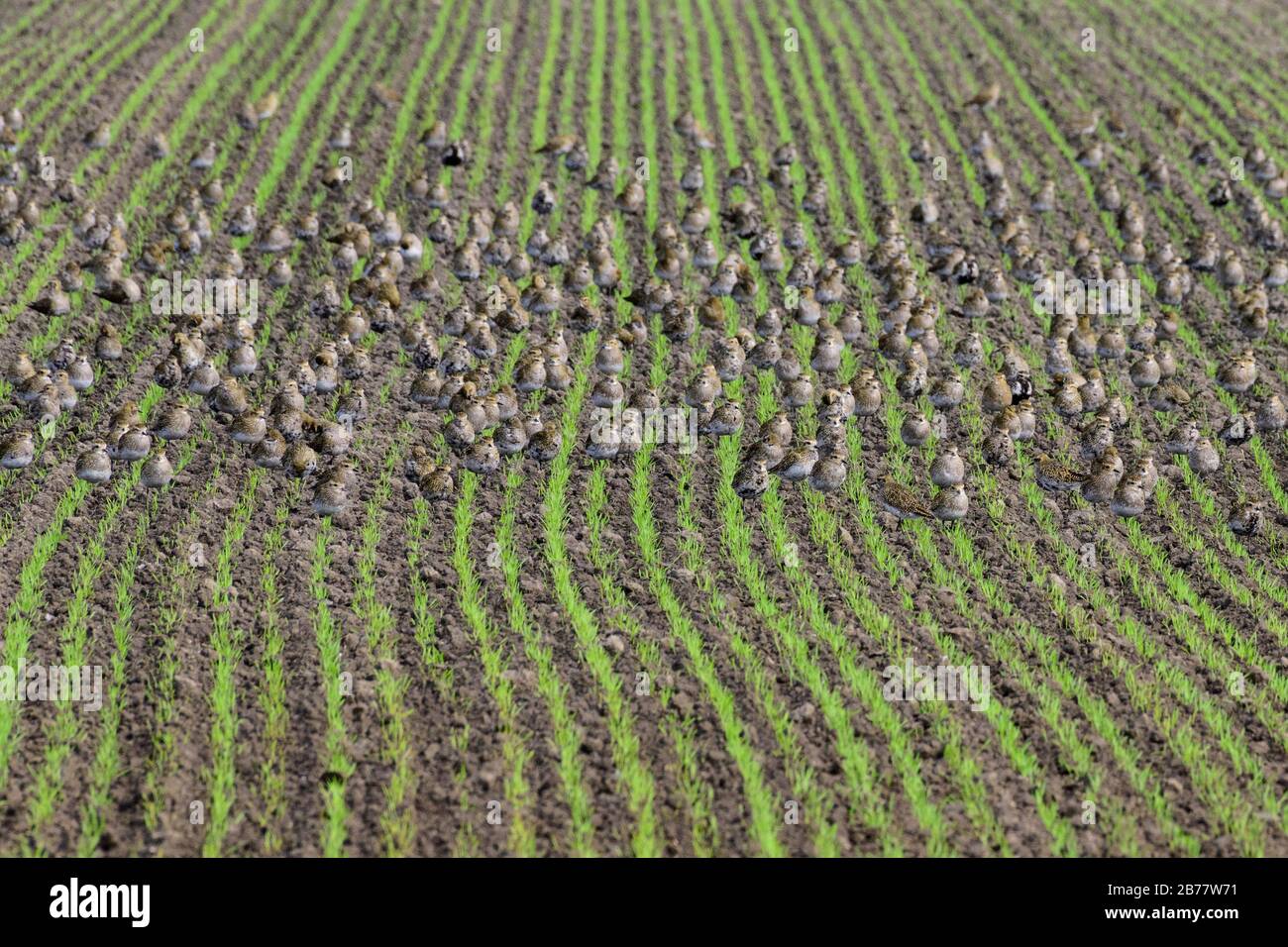 European golden plover (Pluvialis apricaria), resting swarm on a field, Bredstedt, Schleswig-Holstein, Germany Stock Photo