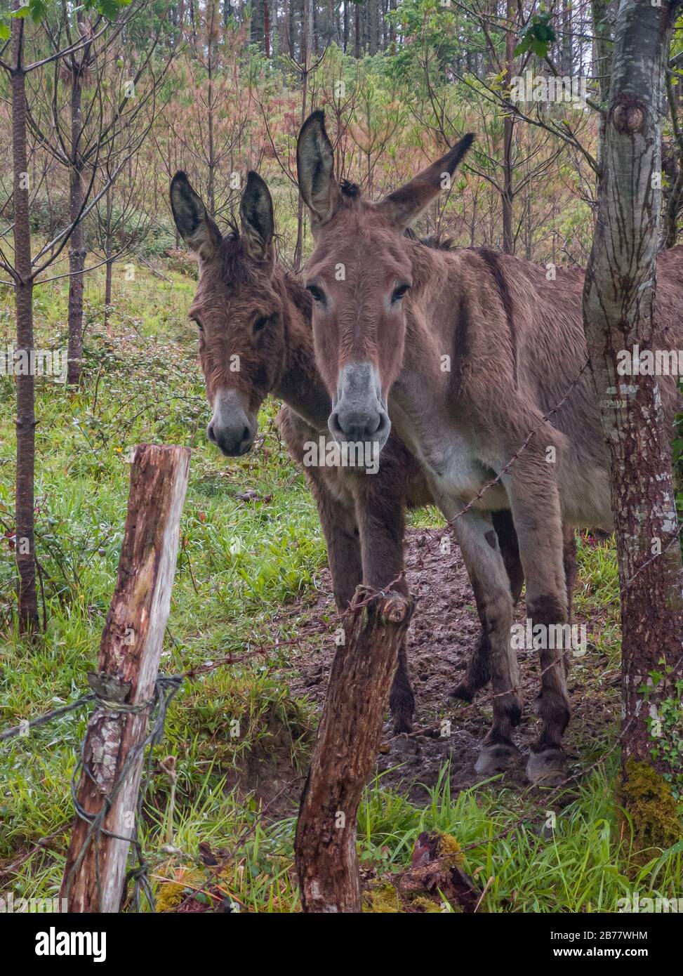 two curious donkeys standing side by side and watching behind a fence Stock Photo