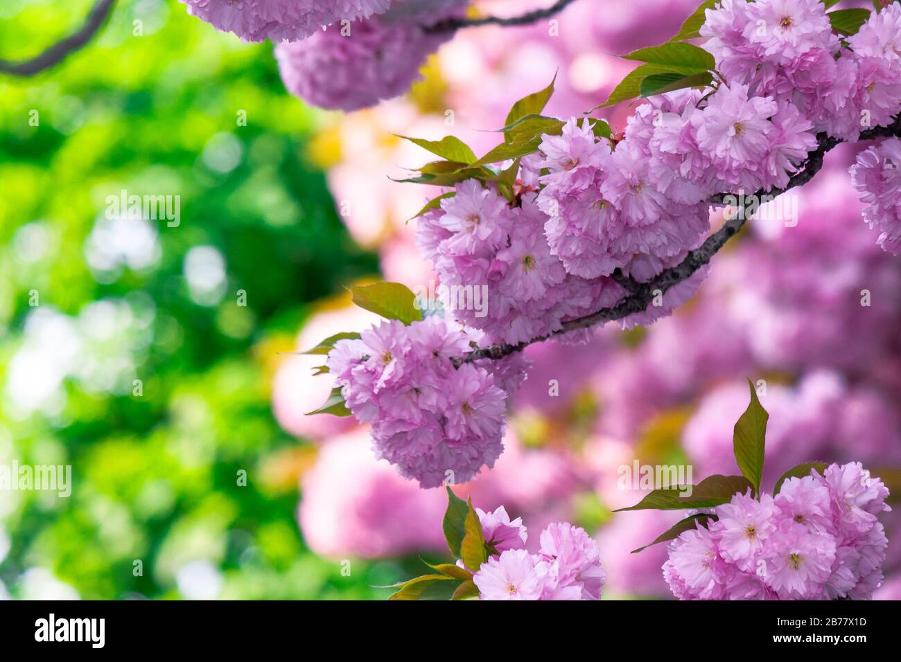 pink cherry blossom close up on the branch. beaty of japanese sakura ...