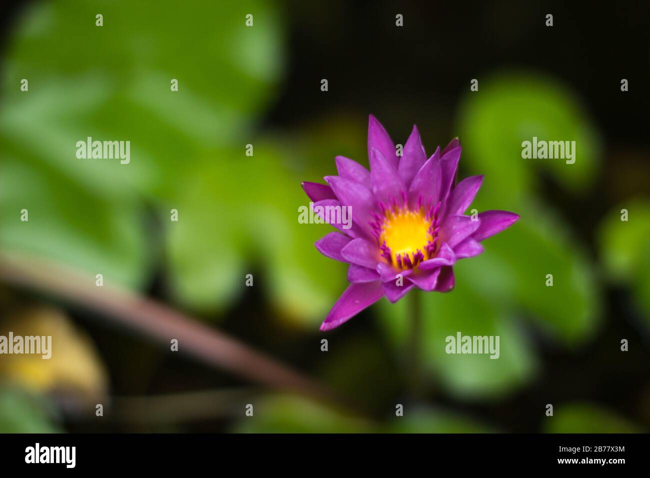 Purple Tropical Water Lily Flower (Nymphaea Daubenyana) with Yellow Center and dark green background Stock Photo