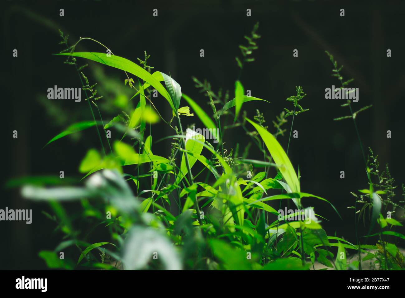 Green wild grass plant under sunlight with dark background Stock Photo