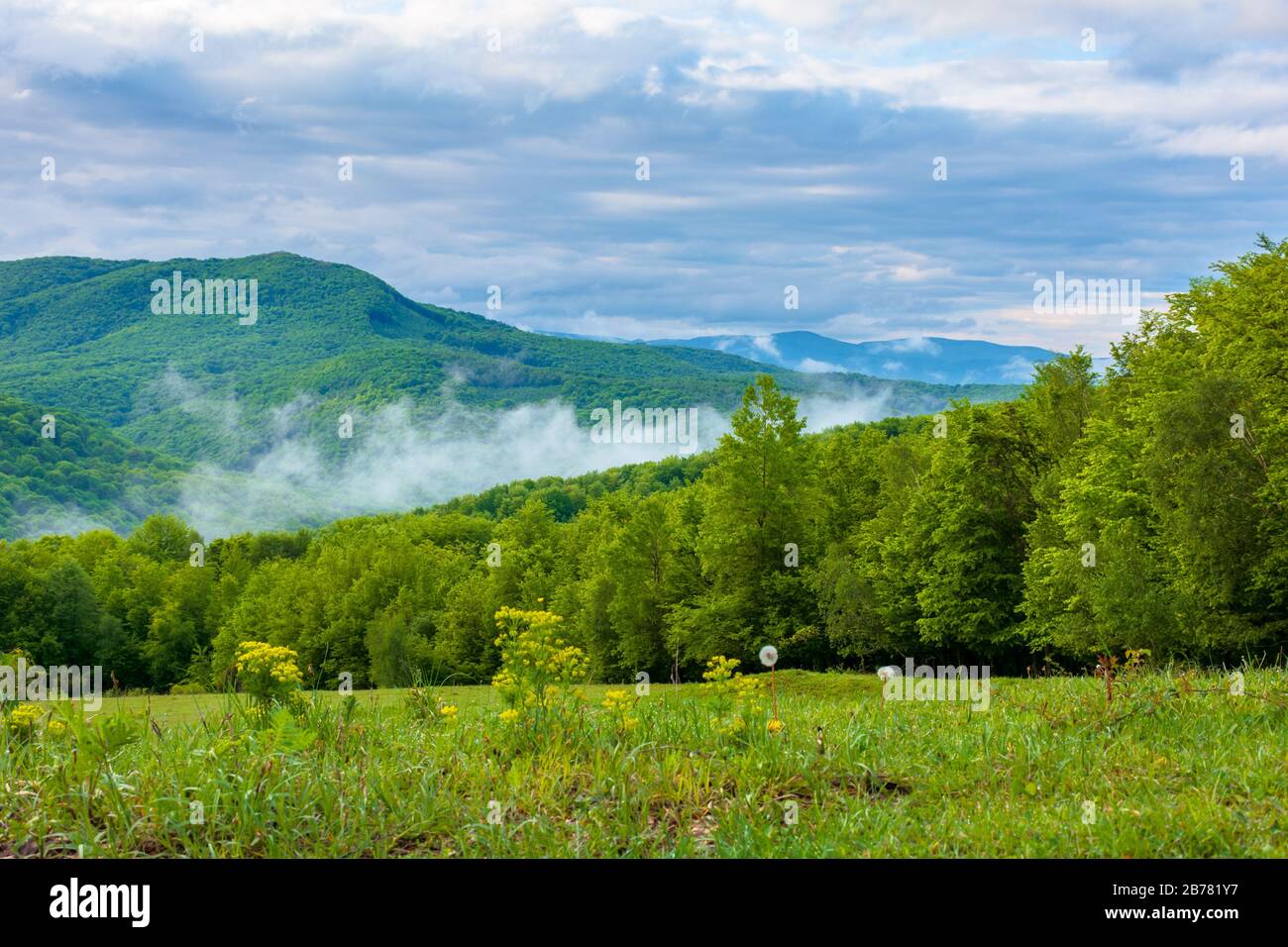 clouds and fog rising above the beech forest. morning mountain scenery of carpathians in spring. green grass on the meadow on the foreground Stock Photo