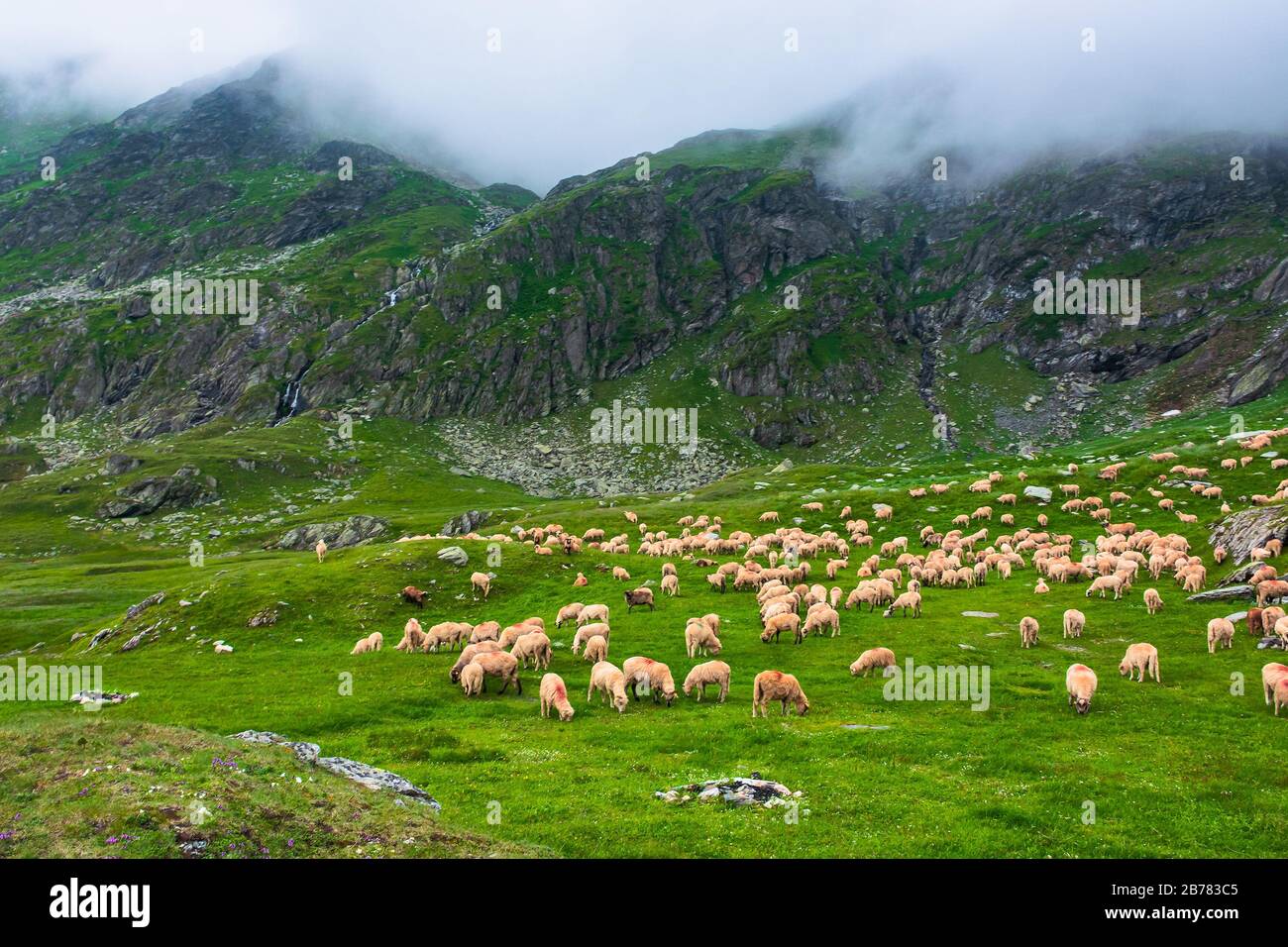flock of sheep on the green meadow. summer landscape in mountains of ...