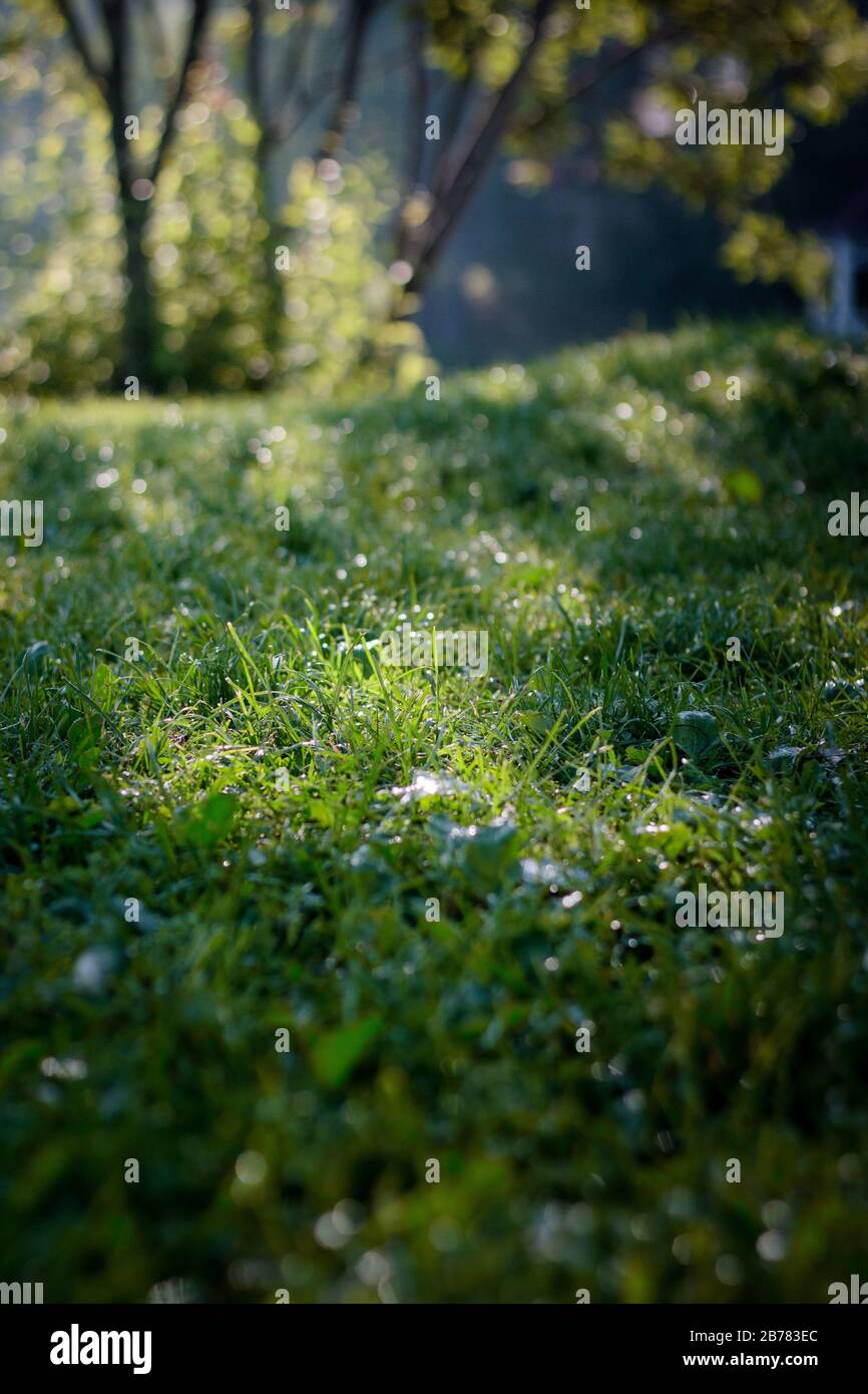 Green grass lawn background with dew drops Stock Photo - Alamy