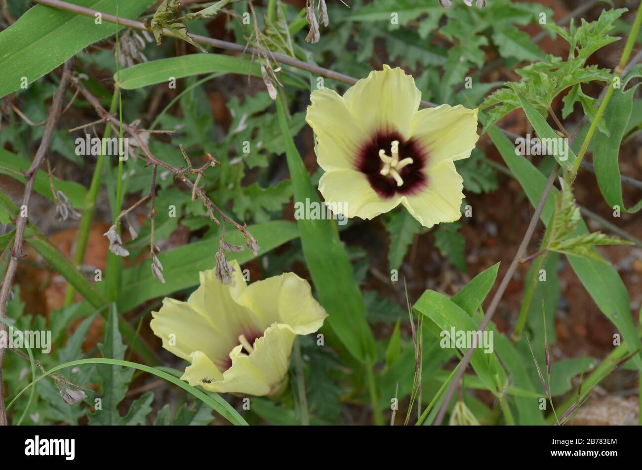 Merremia kentrocaulos flowering in Botswana Stock Photo