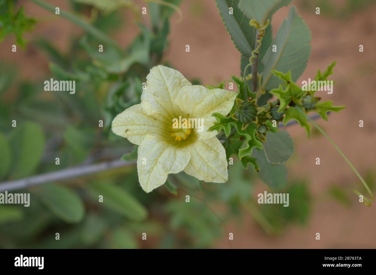 Coccinia rehmannii flowering in Botswana Stock Photo