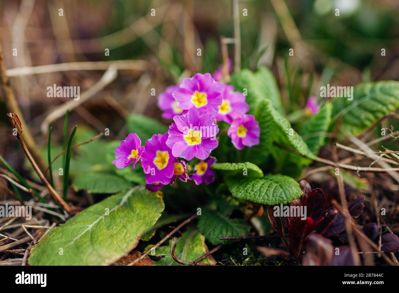 Bunch of purple primroses growing in spring garden. March flowers. Primula blooming in forest. Natural floral background Stock Photo