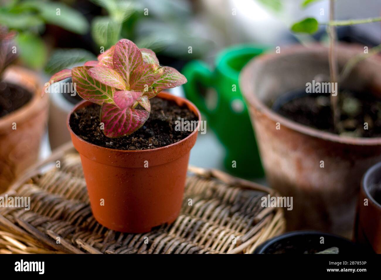 Beautiful fittonia house plant in a flower pot Stock Photo