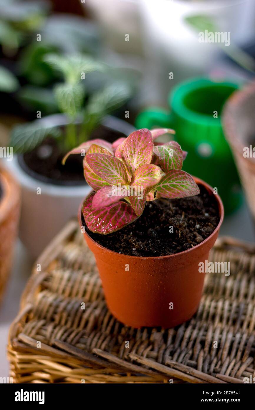 Nice fittonia house plant in a flower pot Stock Photo