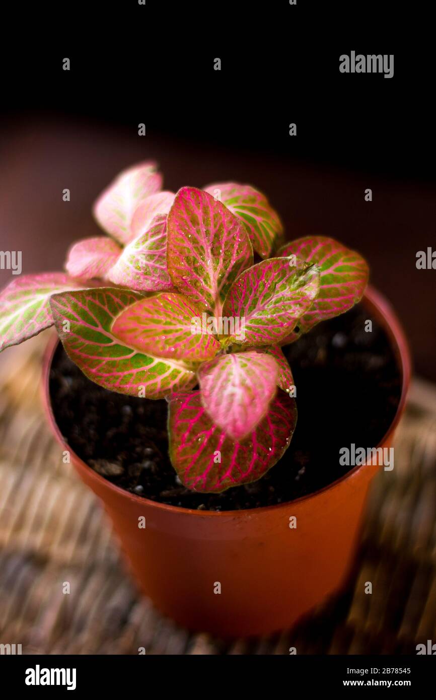 Beautiful fittonia house plant on a black background Stock Photo