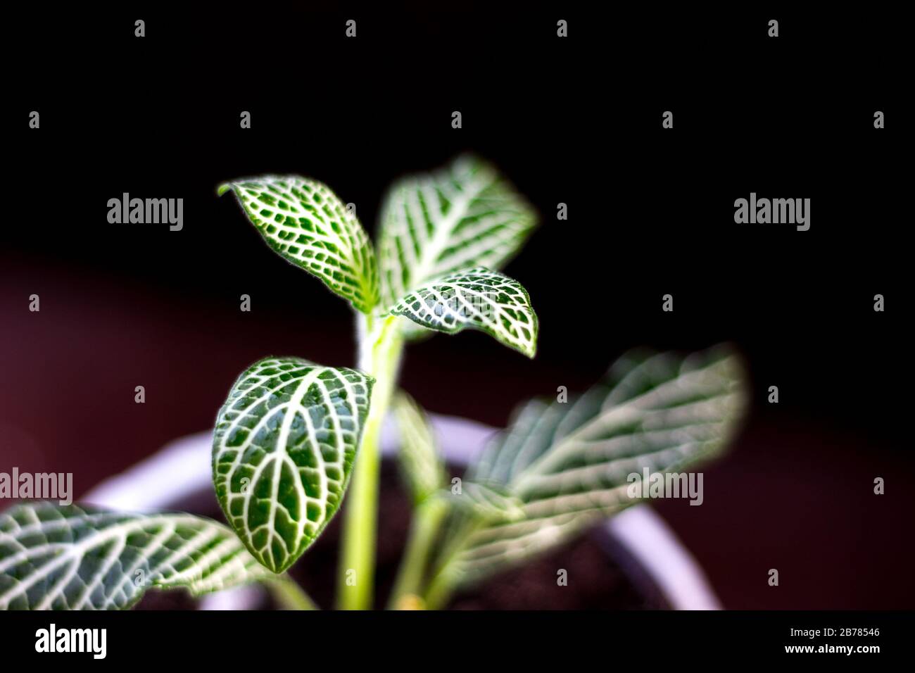Green fittonia house plant in a white pot over black background Stock Photo