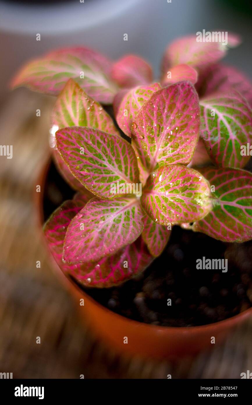 Nice fittonia house plant in a flower pot Stock Photo