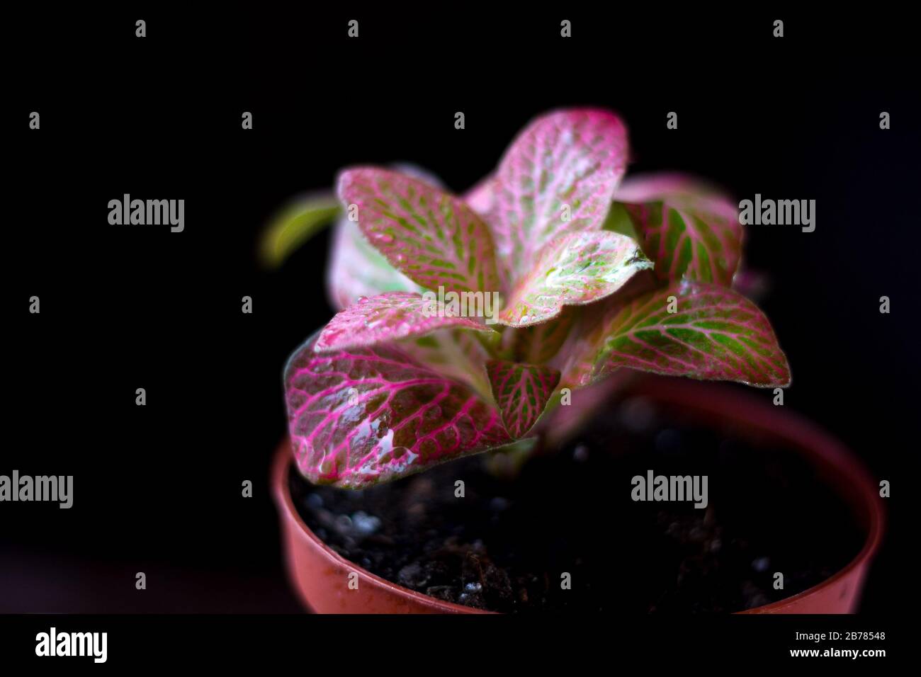 Nice fittonia house plant on a black background Stock Photo