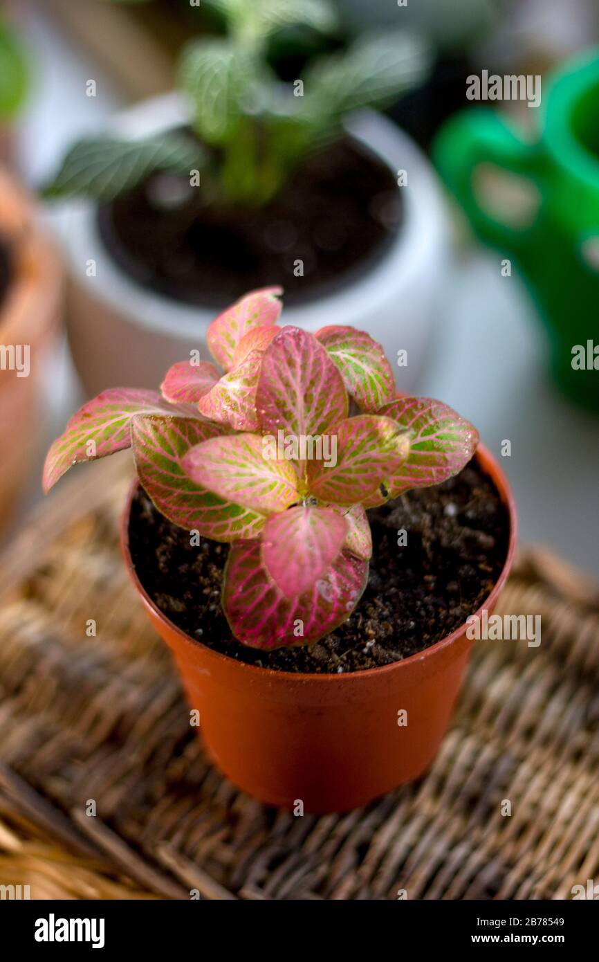 Beautiful fittonia house plant in a flower pot Stock Photo